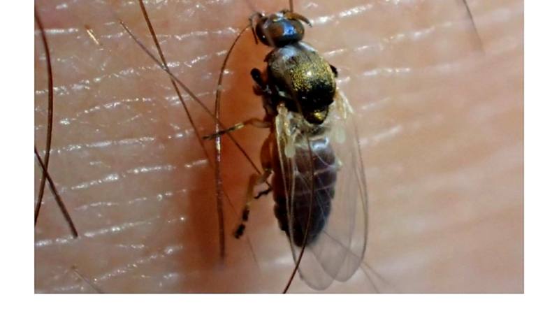 Hallada en Almería una especie nueva de mosca negra en Europa