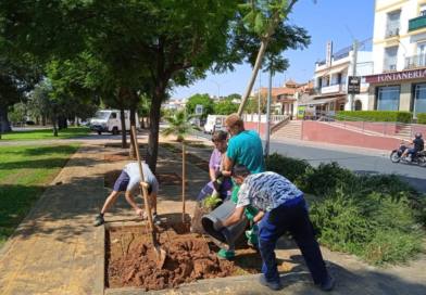 Sigue la replantación de árboles en Mairena extendiéndose ahora hasta la Vía Verde