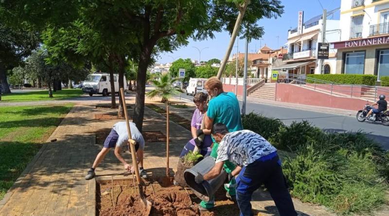 Sigue la replantación de árboles en Mairena extendiéndose ahora hasta la Vía Verde