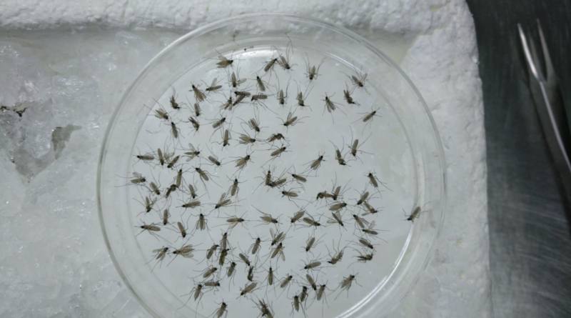 Un estudio descubre claves sobre el mosquito ‘Culex perexiguus’ que ocasiona el virus del Nilo