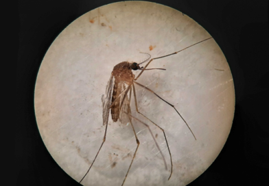 Salud establece dispositivos de control del Virus del Nilo en todos los municipios andaluces