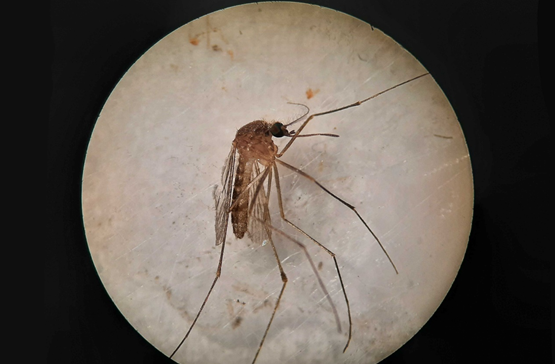 Salud establece dispositivos de control del Virus del Nilo en todos los municipios andaluces