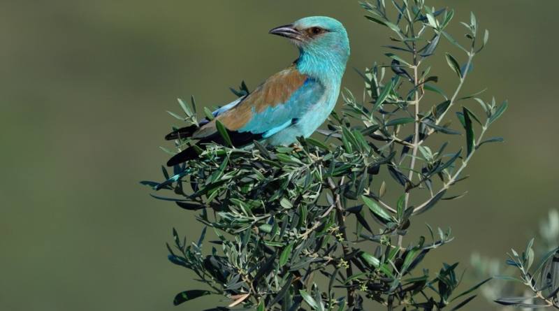 Una mayor diversidad vegetal en los olivares repercute positivamente en las aves