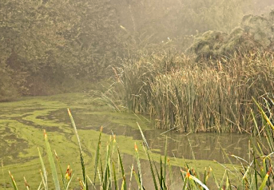 Las nutrias del río Guadaíra, un símbolo de esperanza para Los Alcores.