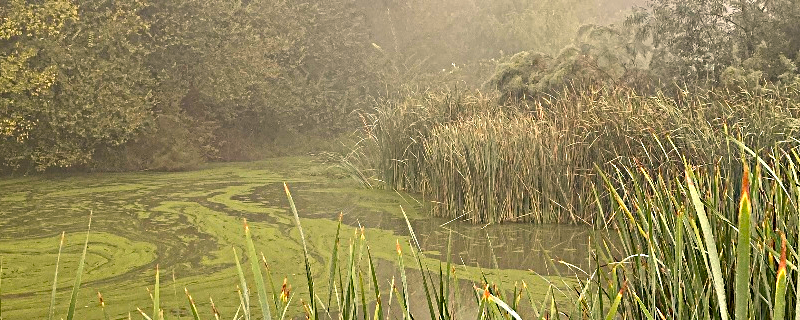 Las nutrias del río Guadaíra, un símbolo de esperanza para Los Alcores.