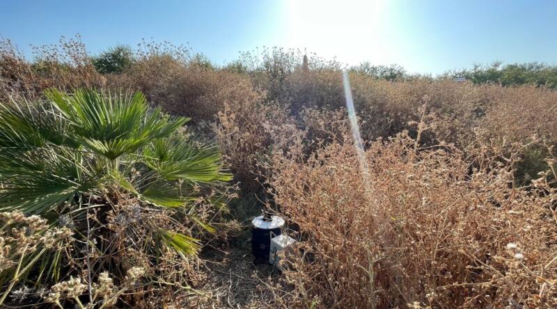 Descubren cuatro nuevos tipos de moscas hematófagas en Andalucía mientras se vigilaba el virus del Nilo