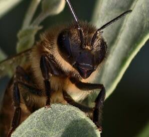 Cambio climático y disponibilidad de flores influyen más en el envejecimiento de las abejas que el factor humano