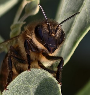 Cambio climático y disponibilidad de flores influyen más en el envejecimiento de las abejas que el factor humano