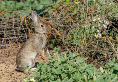 El IESA-CSIC ‘destapa’ una nueva especie de conejo en la Península Ibérica