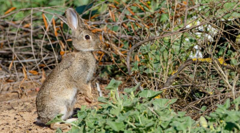 El IESA-CSIC ‘destapa’ una nueva especie de conejo en la Península Ibérica
