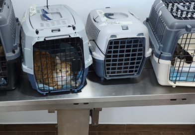Mairena del Alcor realiza con éxito una campaña de esterilización felina con el método CER