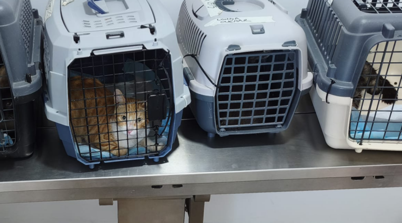 Mairena del Alcor realiza con éxito una campaña de esterilización felina con el método CER