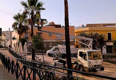 El Ayuntamiento de Mairena del Alcor poda y sanea las palmeras urbanas